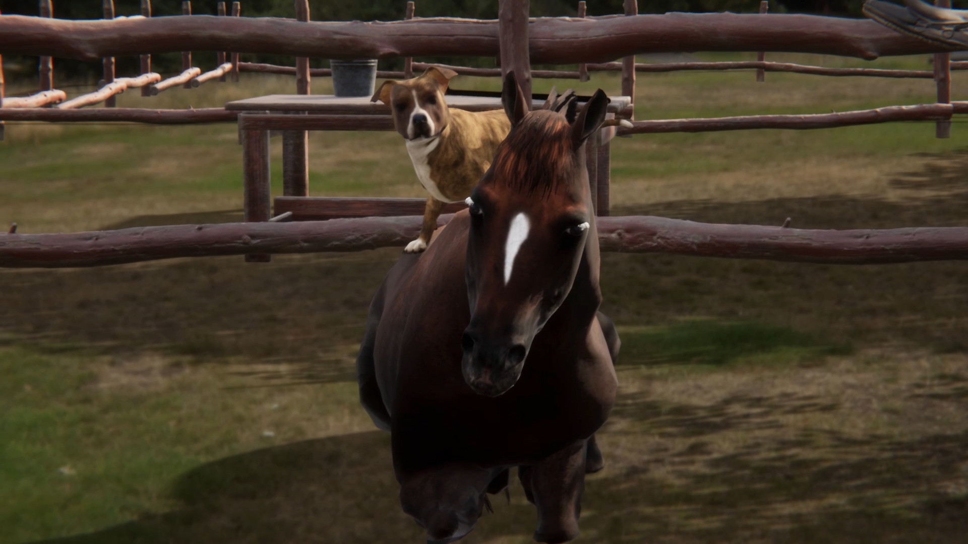 Animal Trainer screenshot