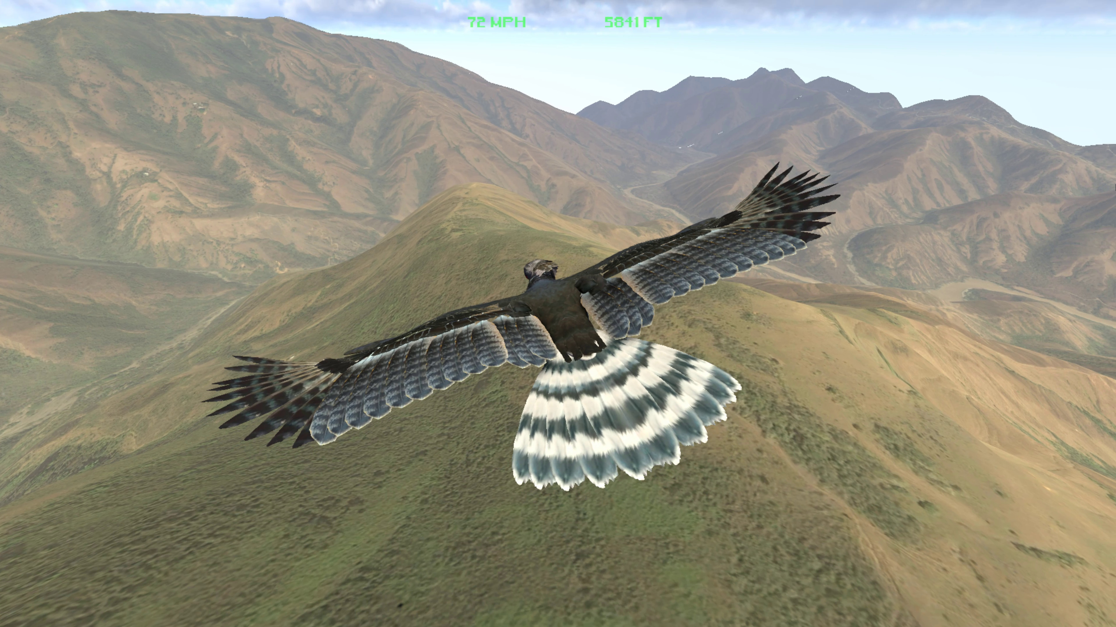 Aquila Bird Flight Simulator Steam Discovery