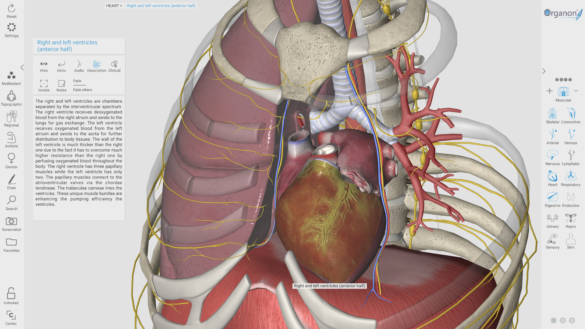 3D Organon Anatomy screenshot