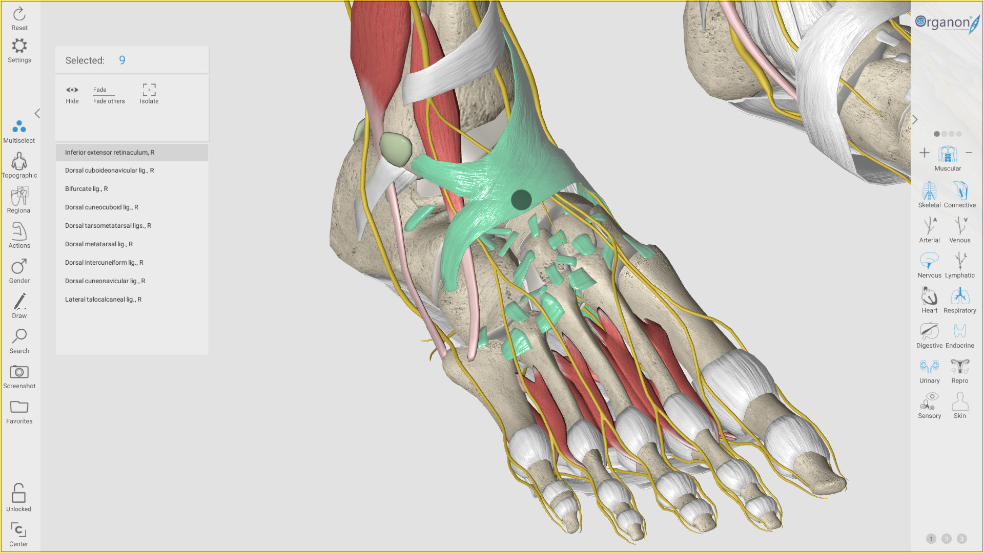 3D Organon Anatomy screenshot