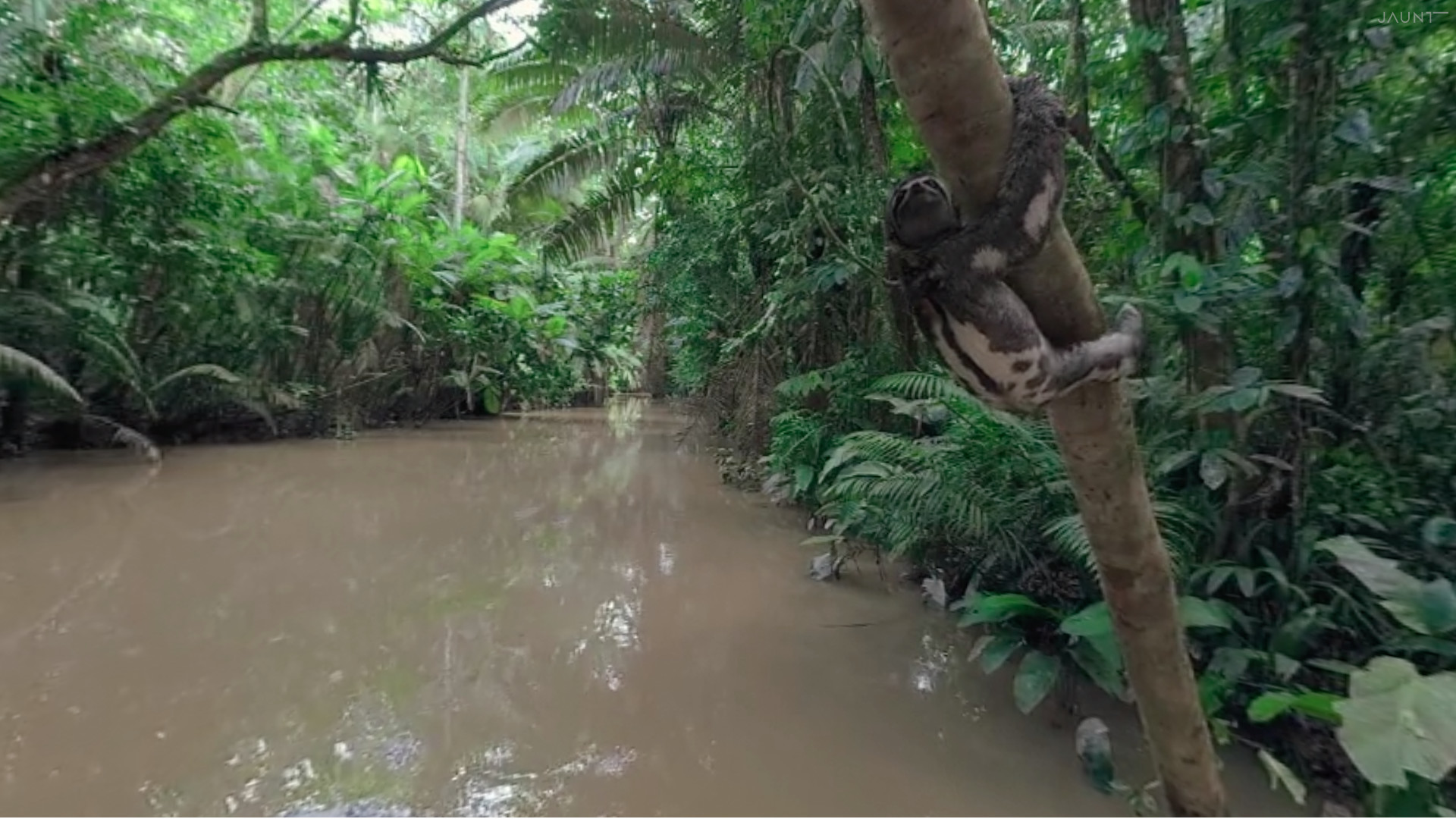 Under the Canopy screenshot