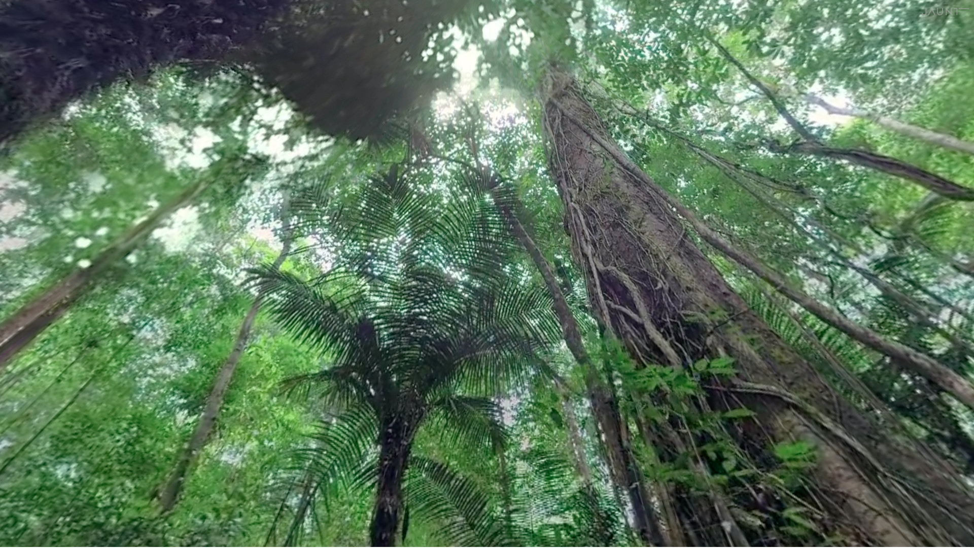 Under the Canopy screenshot