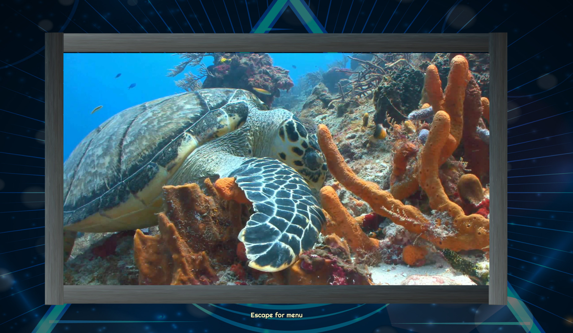 Trials of the Illuminati: Animated Sea Creatures Jigsaws screenshot
