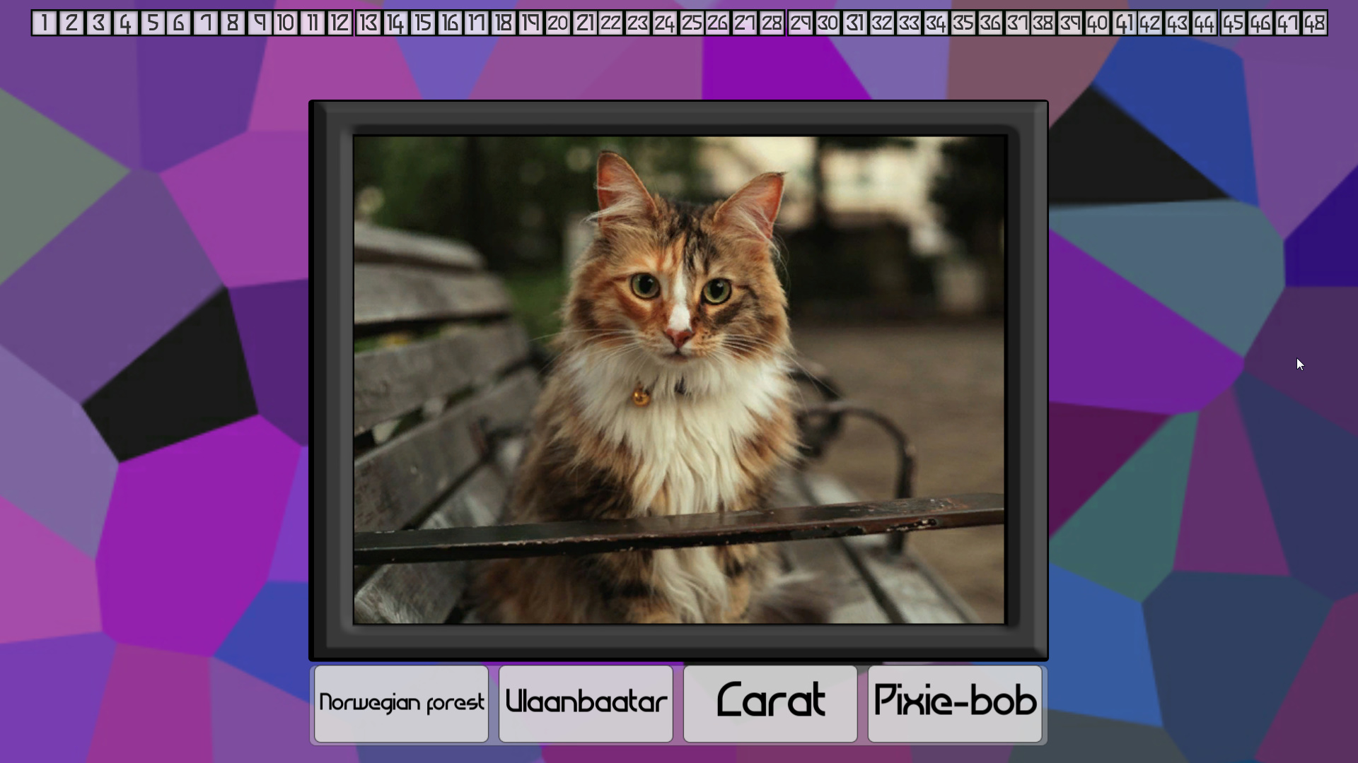 Test your knowledge: Cats screenshot