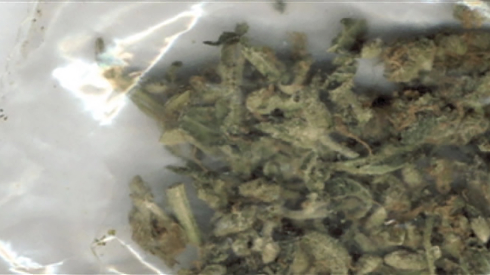 High: The True Tale of American Marijuana screenshot