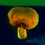 Icon for Collect 1 mushroom