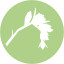 Icon for Pachyphytum oviferum