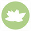 Icon for Pachyphytum hookeri