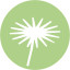 Icon for Fenestraria aurantiaca