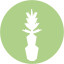 Icon for Kalanchoe thrysiflora