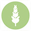 Icon for Kalanchoe rotundifolia