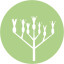 Icon for Kalanchoe rotundifolia