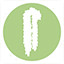 Icon for Sedum morganianum