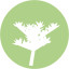 Icon for Sedum pachyphyllum