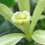 Icon for Vanilla Flower