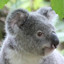 Icon for Koala Bears