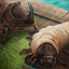 Icon for On rhinoceros beetle larva