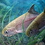 Icon for Elephantfish angler