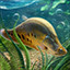 Icon for Knifefish
