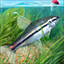 Icon for Citharinidae angler