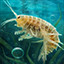 Icon for Gammarus