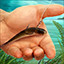 Icon for On small live bait