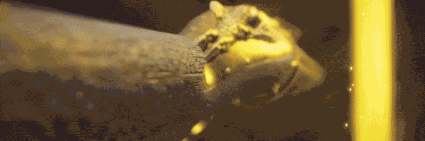 《陨灭/PERISH/网络联机版》中文绿色版