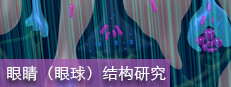 眼睛（眼球）结构研究 게임 이미지