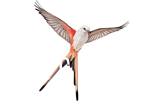 Wingspan