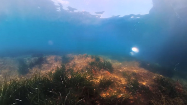 The Crystal Reef