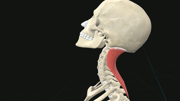 3D Organon VR Anatomy