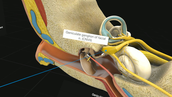 скриншот 3D Organon VR Anatomy | Enterprise Edition 4