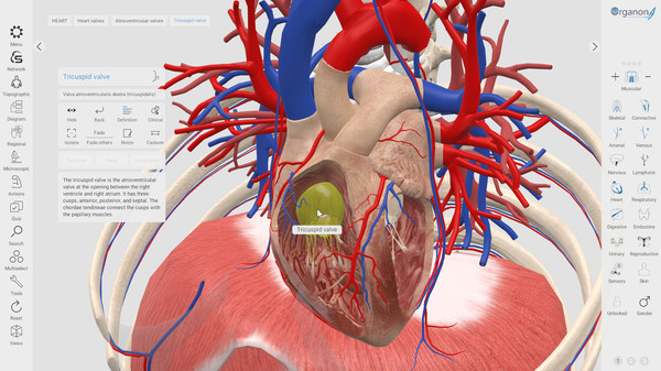 скриншот 3D Organon Anatomy | Enterprise Edition 2