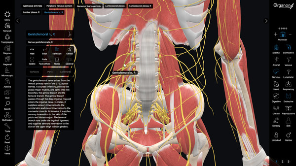 скриншот 3D Organon Anatomy | Enterprise Edition 0