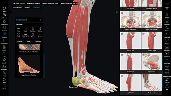 скриншот 3D Organon Anatomy | Enterprise Edition 5