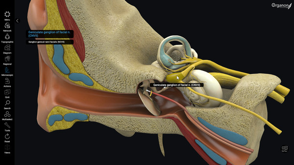 скриншот 3D Organon Anatomy | Enterprise Edition 3
