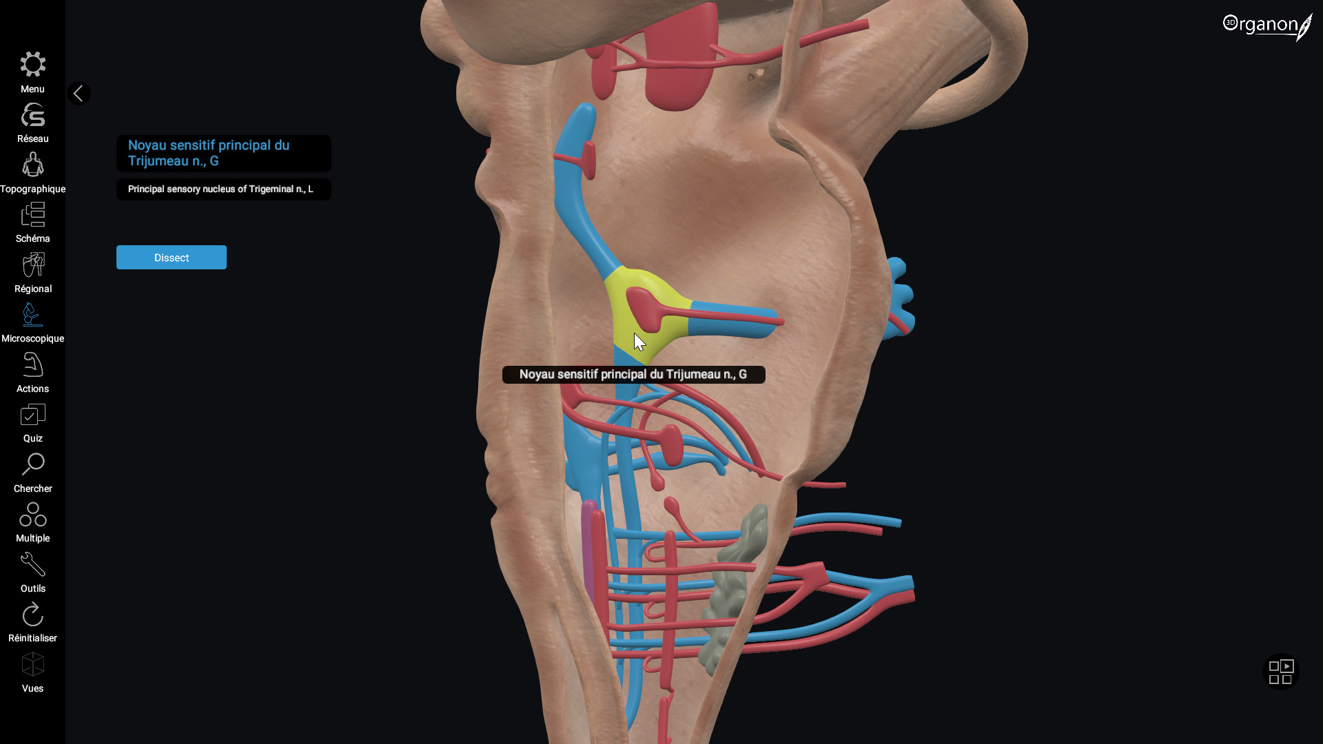 3D Organon Anatomy sur Steam