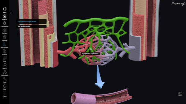 скриншот 3D Organon Anatomy | Enterprise Edition 1