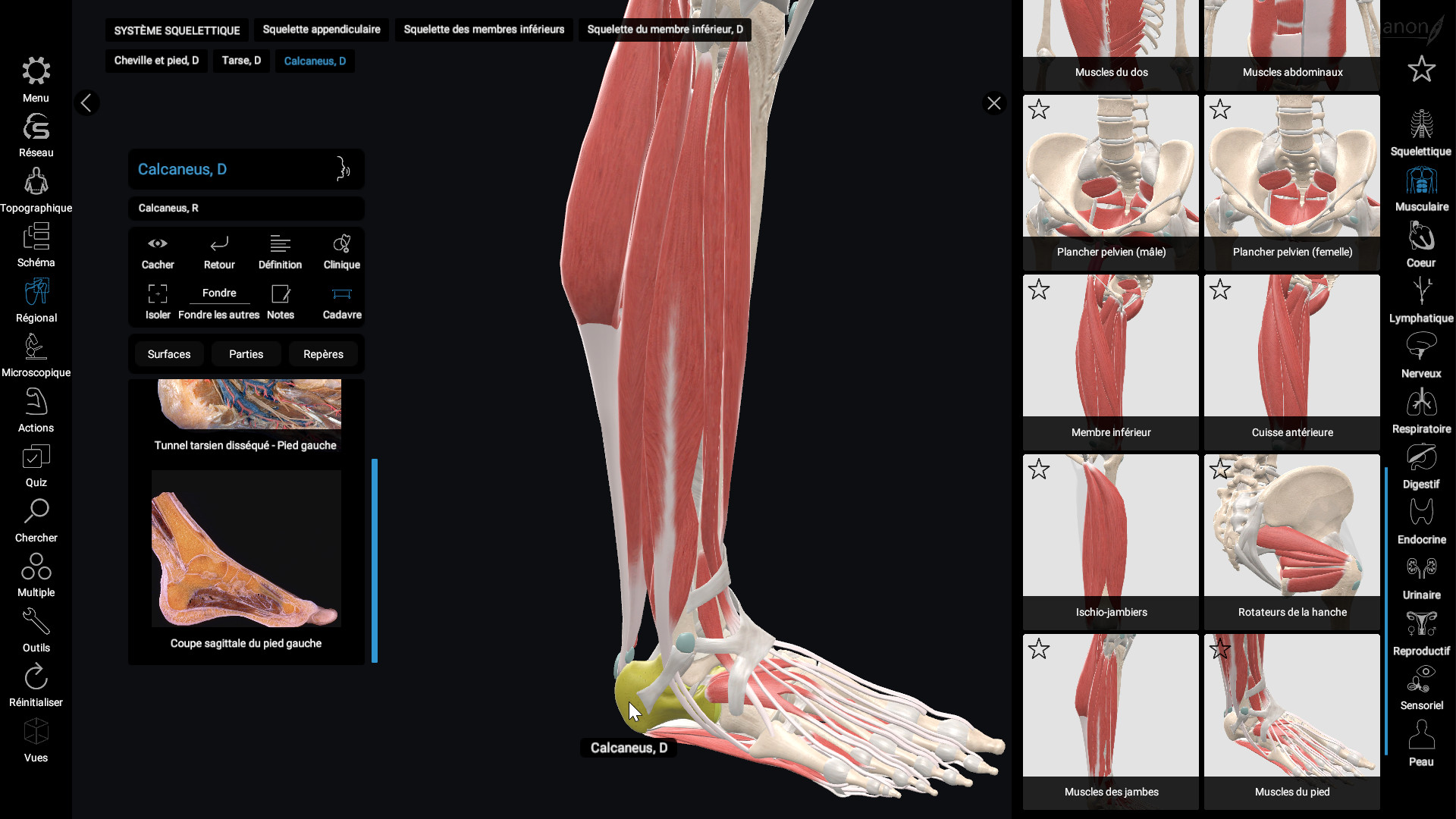 3D Organon Anatomy sur Steam