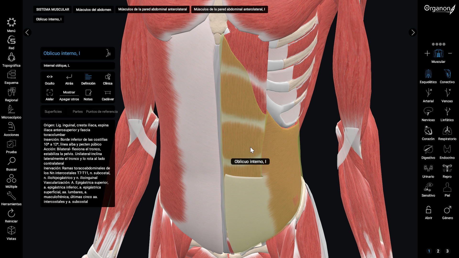 3D Organon Anatomy En Steam