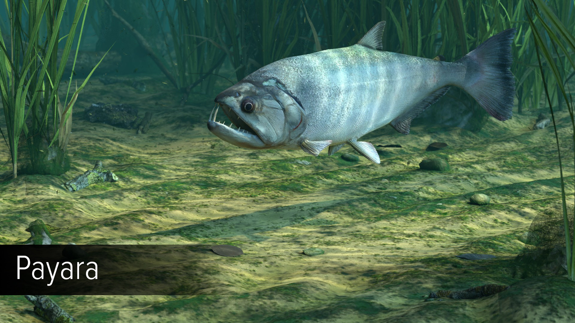 Ultimate Fishing Simulator - Amazon River DLC screenshot screenshot 15