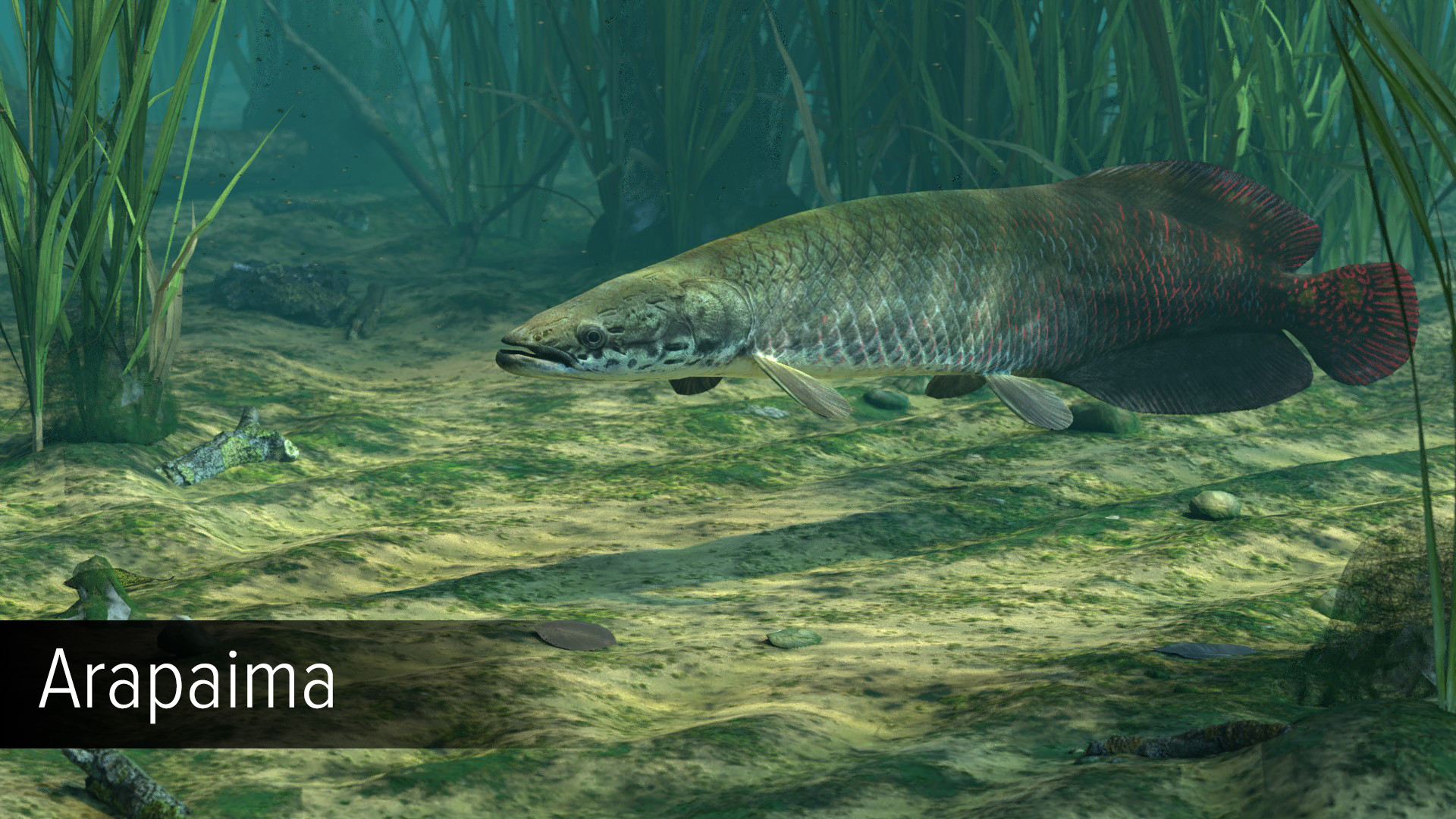 Ultimate Fishing Simulator - Amazon River DLC screenshot screenshot 3