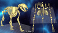 World of Guns VR: 5 Skeletons Pack (DLC)