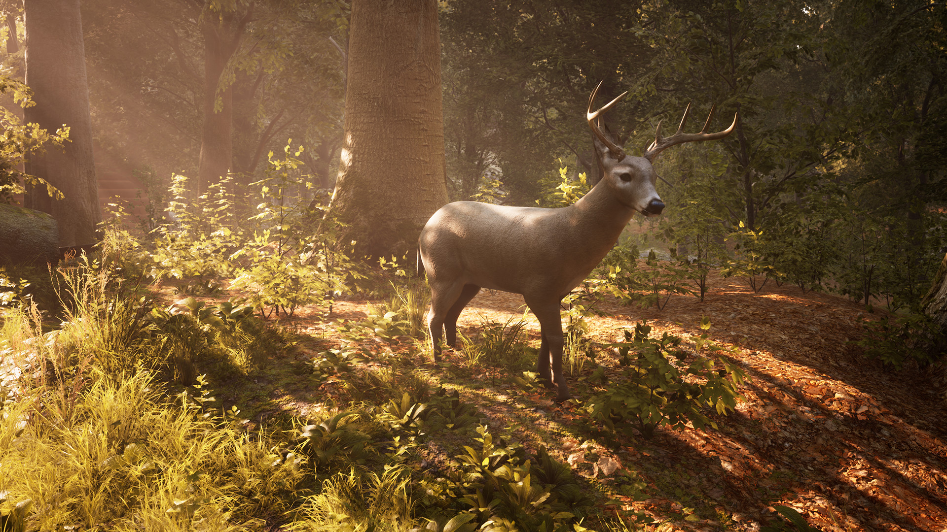 Morels: The Hunt screenshot