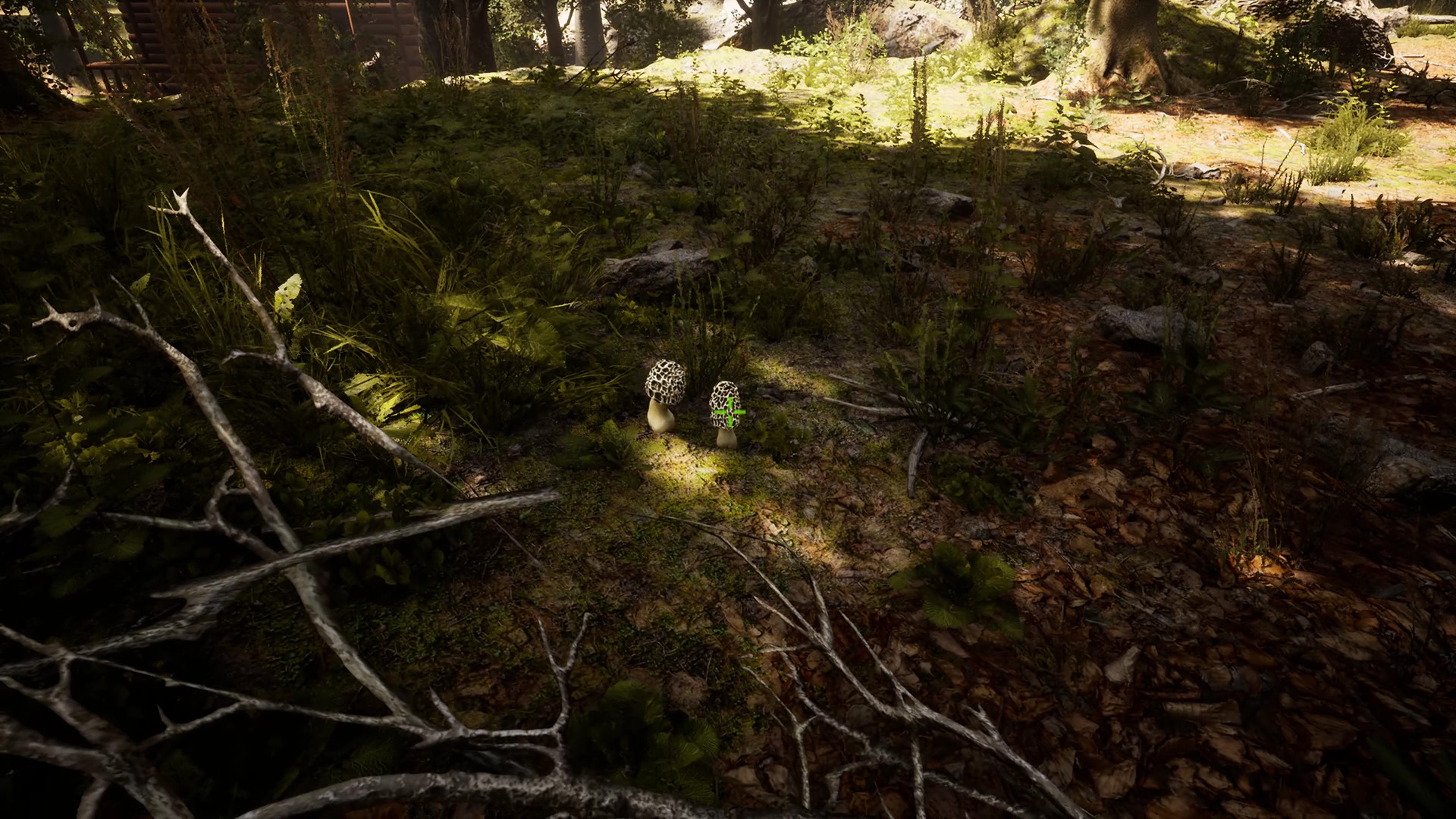 Morels: The Hunt screenshot