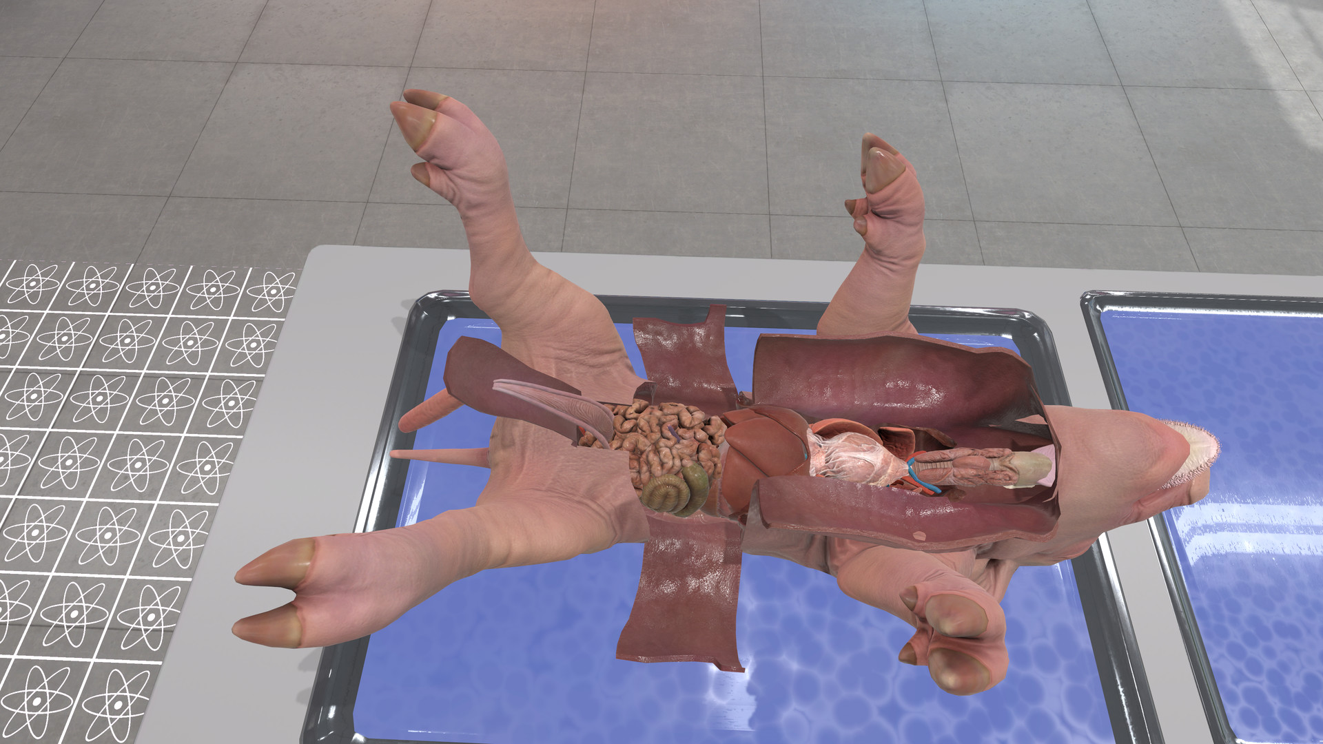 Oculus Quest 游戏《解剖模拟器 小猪》Dissection Simulator – Pig Edition