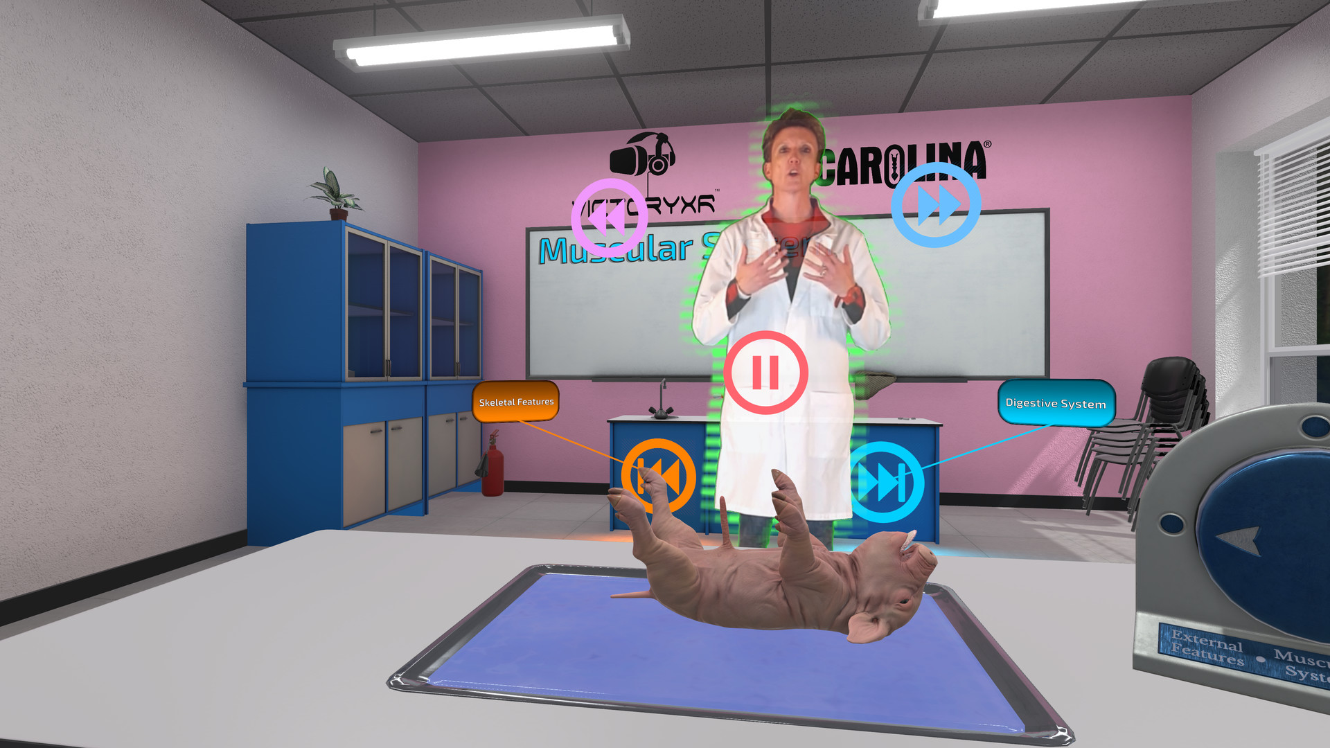 Oculus Quest 游戏《解剖模拟器 小猪》Dissection Simulator – Pig Edition