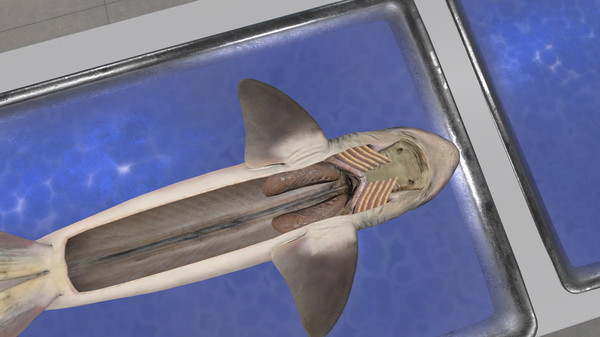 скриншот Dissection Simulator: Dogfish Edition 1