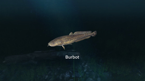 Ultimate Fishing Simulator VR - New Fish Species