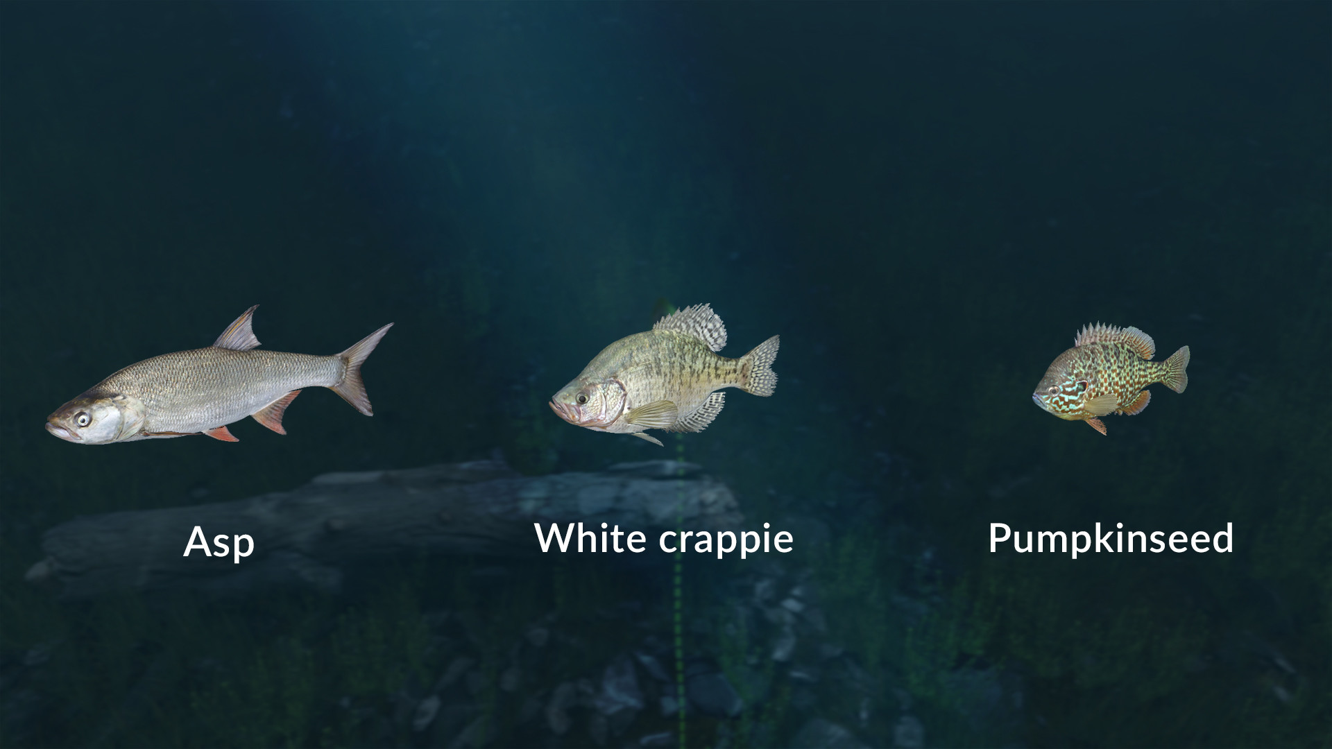 Ultimate Fishing Simulator VR - New Fish Species screenshot screenshot 4